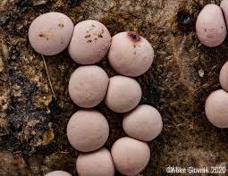 Attēlu rezultāti vaicājumam “Diderma testaceum”