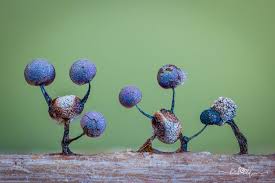 Attēlu rezultāti vaicājumam “Lamproderma debile”