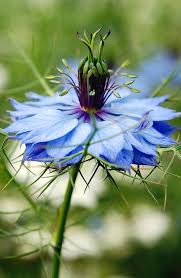 Image result for Nigella damascena