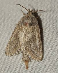 Attēlu rezultāti vaicājumam “Lamellocossus terebra”