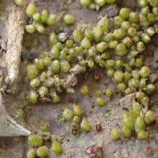 Attēlu rezultāti vaicājumam “Acaulon muticum”