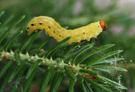 Attēlu rezultāti vaicājumam “Diprion pini”