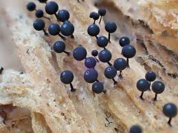 Attēlu rezultāti vaicājumam “Enerthenema papillatum spores”