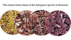 Attēlu rezultāti vaicājumam “Sphagnum balticum”