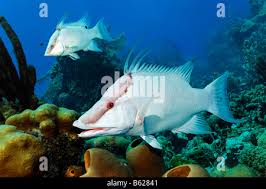 Image result for Lachnolaimus maximus