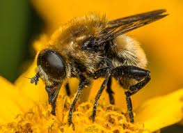 Image result for selvatici tehron