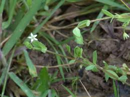 Attēlu rezultāti vaicājumam “Stellaria uliginosa”