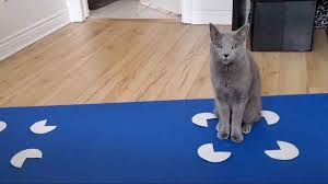 Image result for invisible cat