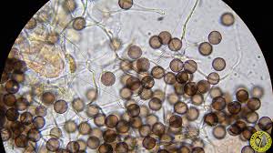 Attēlu rezultāti vaicājumam “Physarum notabile”