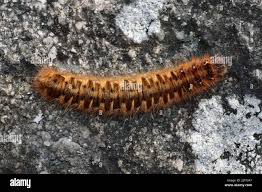 Attēlu rezultāti vaicājumam “Lasiocampa quercus larva”