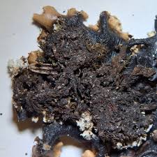 Attēlu rezultāti vaicājumam “Cetrelia olivetorum”