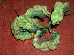 Attēlu rezultāti vaicājumam “Thecabius affinis”