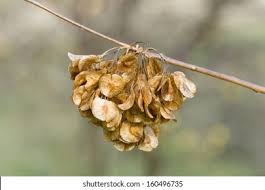 Attēlu rezultāti vaicājumam “Ulmus laevis flower”