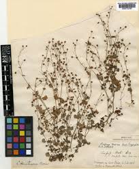 Attēlu rezultāti vaicājumam “Saxifraga cymbalaria fruit”