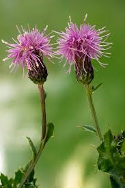 Attēlu rezultāti vaicājumam “Cirsium arvense”