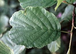 Attēlu rezultāti vaicājumam “Alnus glutinosa leaf”