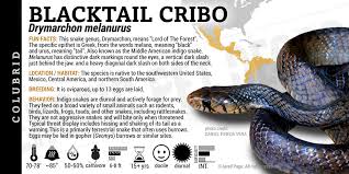 Attēlu rezultāti vaicājumam “Cribraria splendens macro”