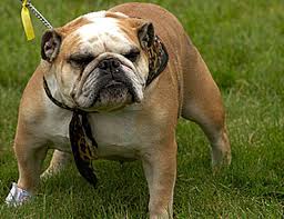 Image result for Bulldogs Power and strength