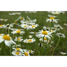 Image result for Leucanthemum vulgare