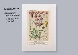 Image result for Pechnelke