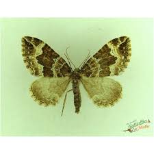 Attēlu rezultāti vaicājumam “Catarhoe rubidata”