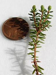 Attēlu rezultāti vaicājumam “Empetraceae”