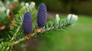 Attēlu rezultāti vaicājumam “Abies sibirica”