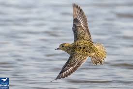 Attēlu rezultāti vaicājumam “Pluvialis apricaria”