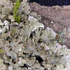 Attēlu rezultāti vaicājumam “Physconia enteroxantha”