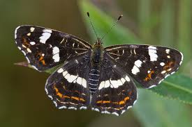 Attēlu rezultāti vaicājumam “Araschnia levana”