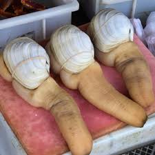Image result for geoduck