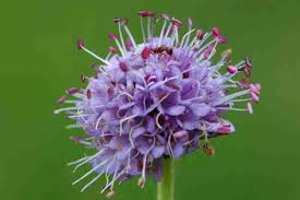 Attēlu rezultāti vaicājumam “Succisa pratensis bud”