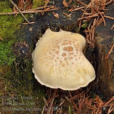 Attēlu rezultāti vaicājumam “Lentinus lepideus”