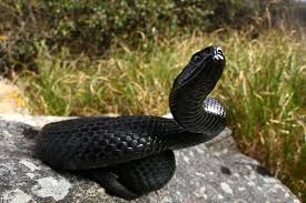 Attēlu rezultāti vaicājumam “Vipera berus”