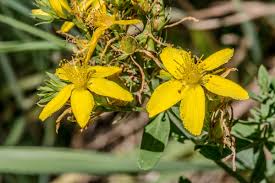 Attēlu rezultāti vaicājumam “Hypericum perforatum flower”