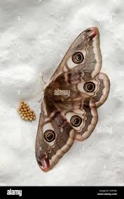 Attēlu rezultāti vaicājumam “Saturnia pavonia eggs”