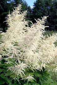 Image result for Aruncus dioicus