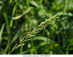 Attēlu rezultāti vaicājumam “Elytrigia repens subsp. arenosa”