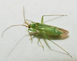 Attēlu rezultāti vaicājumam “Blepharidopterus angulatus”