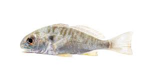 Image result for Leiostomus xanthurus