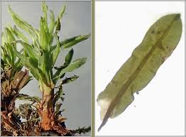 Attēlu rezultāti vaicājumam “Encalypta streptocarpa”