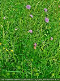 Attēlu rezultāti vaicājumam “Knautia arvensis leaf”