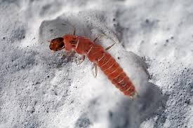 Attēlu rezultāti vaicājumam “Anthocomus fasciatus”