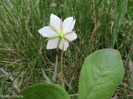 Attēlu rezultāti vaicājumam “Trientalis europaea leaf”
