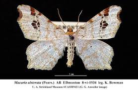 Attēlu rezultāti vaicājumam “Macaria notata”