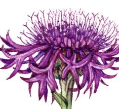 Attēlu rezultāti vaicājumam “Centaurea scabiosa fruit”