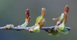 Attēlu rezultāti vaicājumam “Oenothera rubricauli bud”