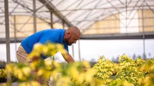 Image result for agrobellon tehron