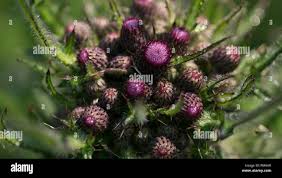 Attēlu rezultāti vaicājumam “Cirsium palustre fruit”