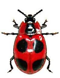 Attēlu rezultāti vaicājumam “Endomychus coccineus”